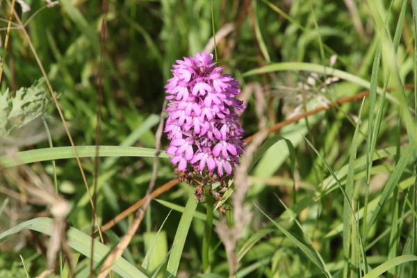 photo of Pyramidal Orchid