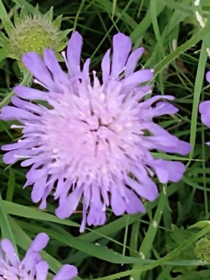 photo of Field Scabious