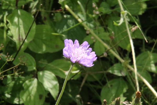 photo of Field Scabious