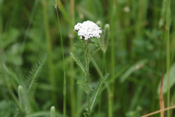 photo of Yarrow