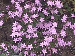 photo of Common Centaury