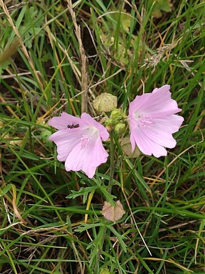 photo of Greater Musk Mallow