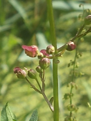 photo of Water Figwort