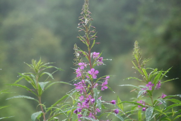 photo of Rosebay Willowherb