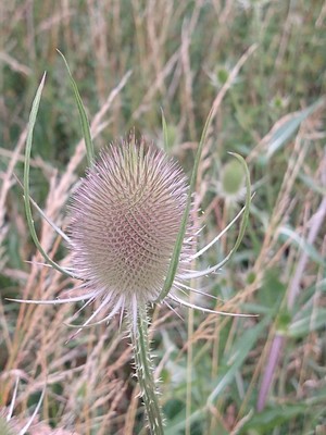 photo of Teasel