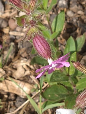photo of Red Campion