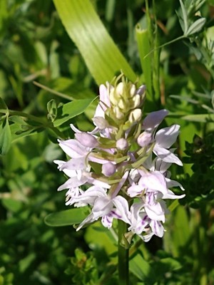 photo of Common Spotted Orchid