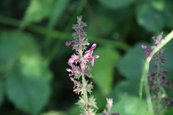 photo of Hedge Woundwort