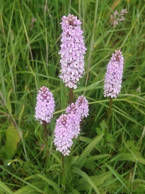 photo of Common Spotted Orchid
