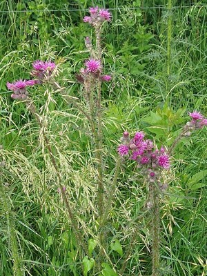 photo of Marsh Thistle