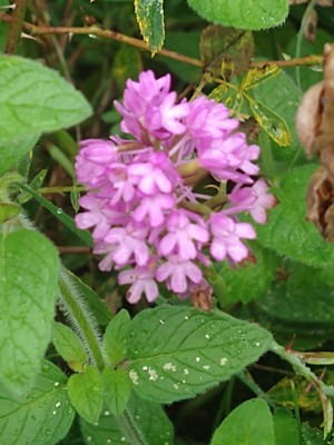 photo of Pyramidal Orchid