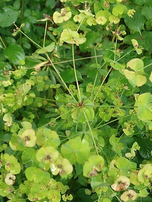 photo of Wood Spurge