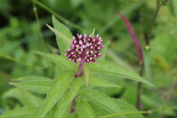 photo of Hemp Agrimony