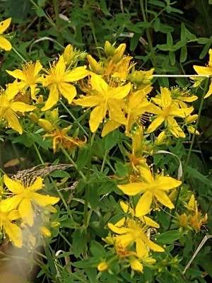 photo of Perforate St. John's Wort