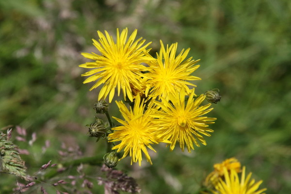 photo of Rough Hawk's Beard