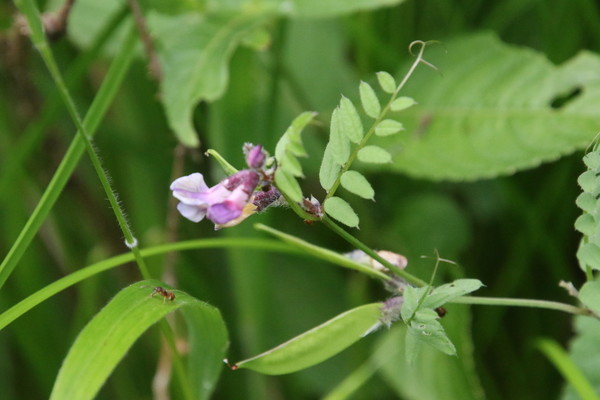 photo of Bush Vetch