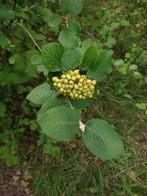 photo of Wayfaring Tree