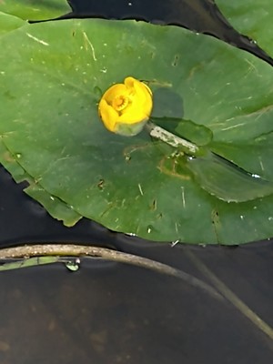 photo of Yellow Water Lily