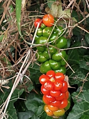 photo of Italian Arum