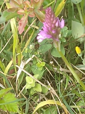 photo of Pyramidal Orchid