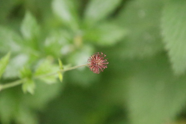 photo of Wood Avens