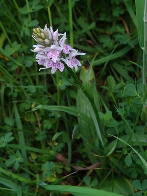 photo of Common Spotted Orchid