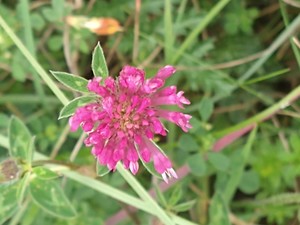 photo of Red Clover