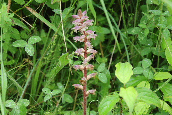 photo of Common Broomrape