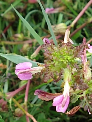 photo of Marsh Lousewort