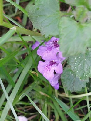 photo of Ground Ivy