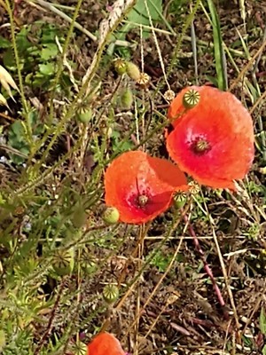 photo of Common Poppy