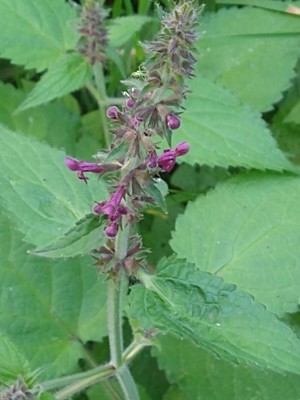 photo of Hedge Woundwort