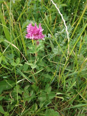 photo of Red Clover
