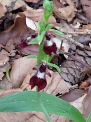 photo of Fly Orchid