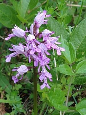 photo of Military Orchid