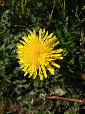 photo of Dandelion