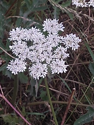 photo of Hogweed