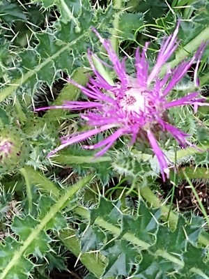 photo of Drawf Thistle