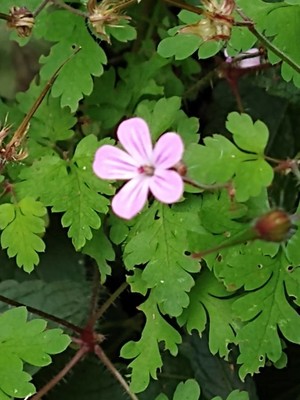 photo of Herb Robert