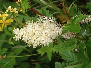 photo of Meadowsweet