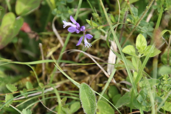 photo of Heath Milkwort