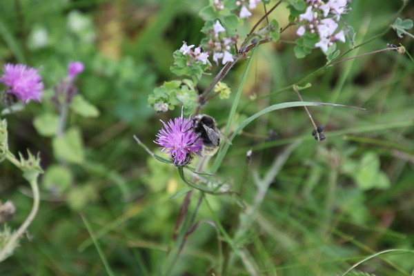 photo of Common Knapweed