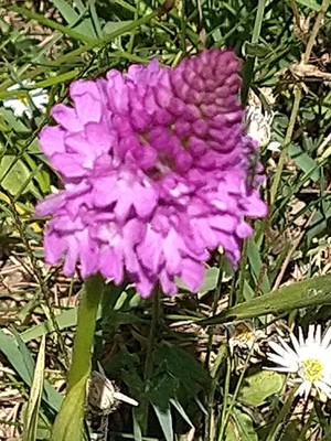 photo of Pyramidal Orchid