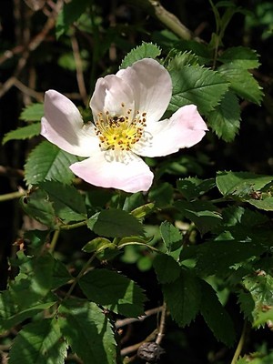 photo of Common Dog Rose