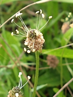 photo of Ribwort Plantain