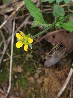 photo of Wood Avens