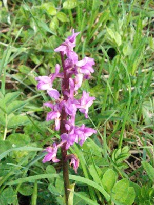 photo of Early Purple Orchid