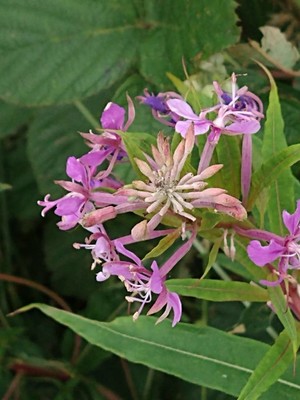 photo of Rosebay Willowherb
