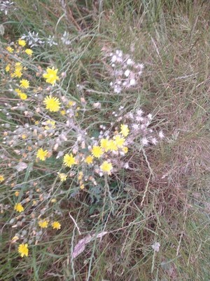 photo of Smooth Hawk's Beard