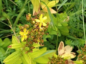 photo of Hairy St John's Wort